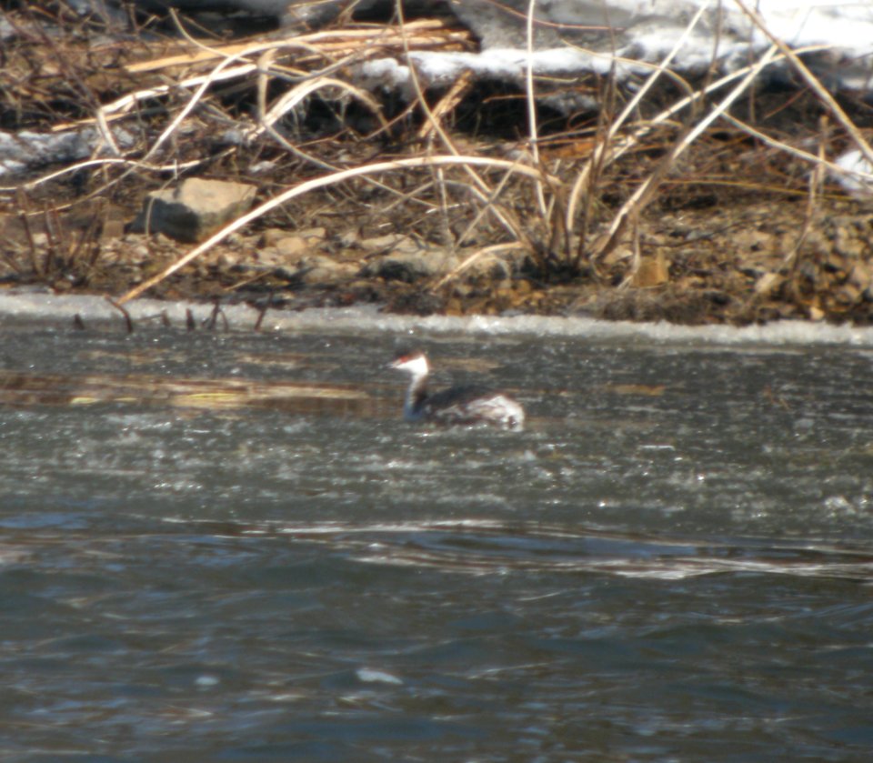 DSCN0710 c Horned Grebe Kankakee IL 3-9-2014