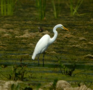DSCN3731 c Great Egret Aroma Park IL 7-30-2014