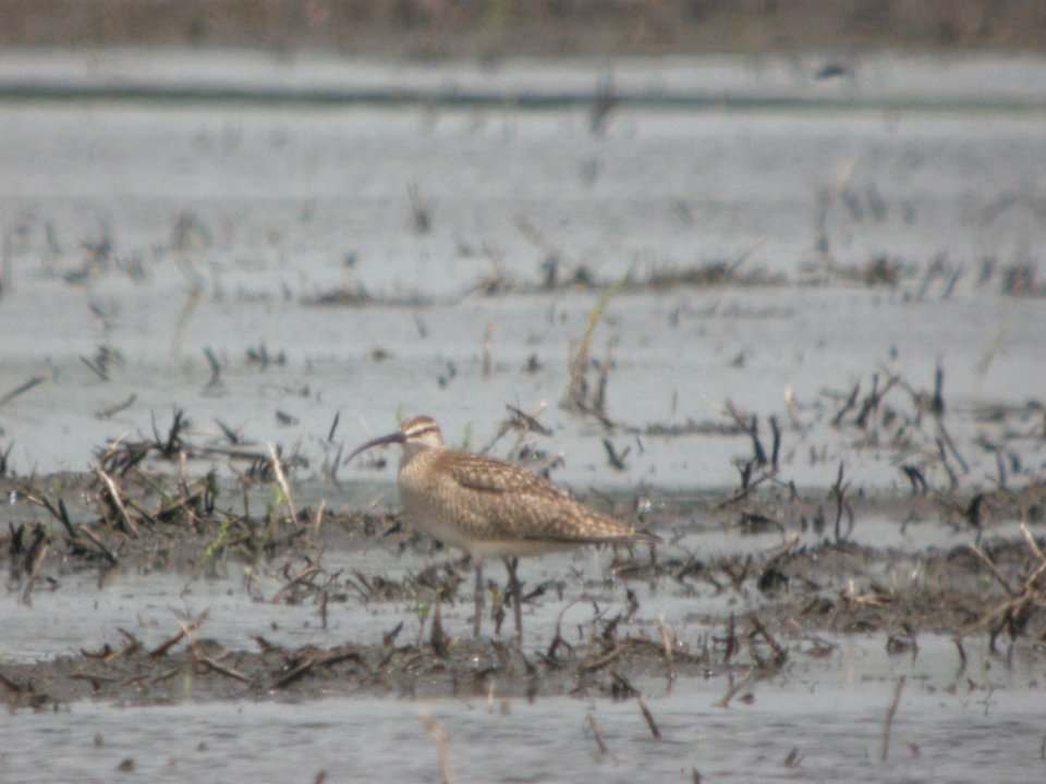 DSCN1652 Whimbrel Kankakee Co IL 6-2-10