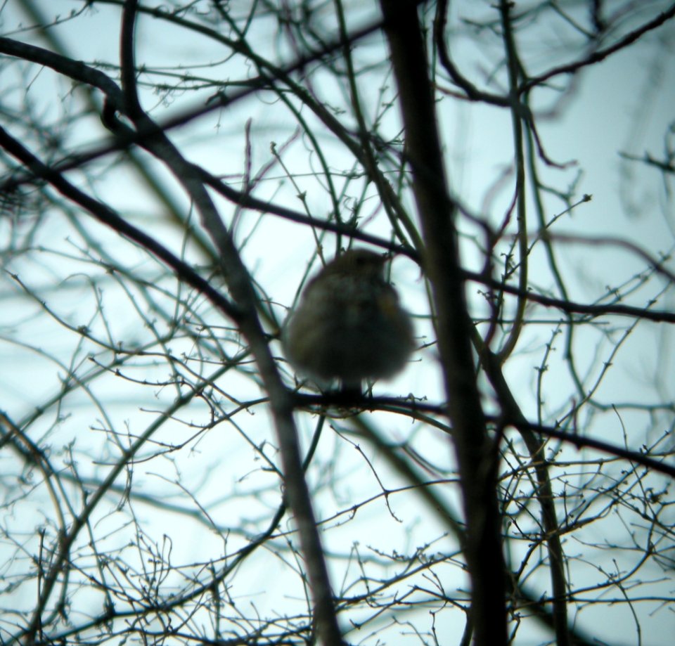 DSCN2805 c Hermit Thrush Kankakee Co IL 3-18-2014 (Photo thru bins)