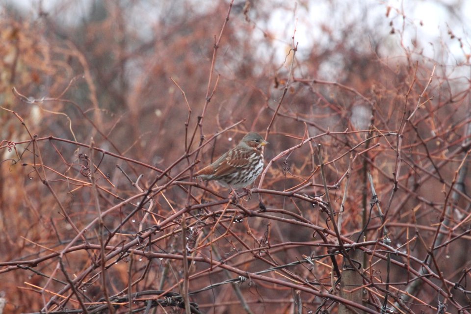 IMG 3608c Fox Sparrow Braidwood Lake IL 12-14-2018