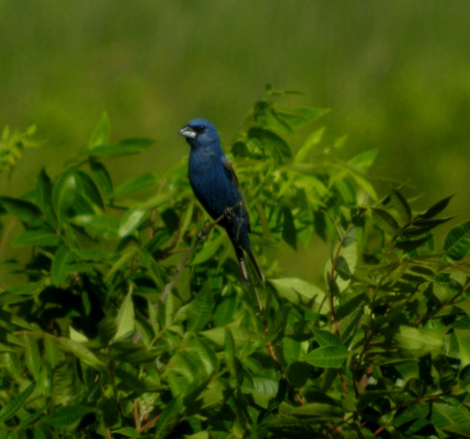 DSCN3476 c Blue Grosbeak Willow Slough FWA IN 7-1-2014