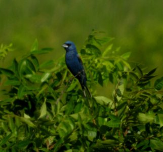 DSCN3476 c Blue Grosbeak Willow Slough FWA IN 7-1-2014