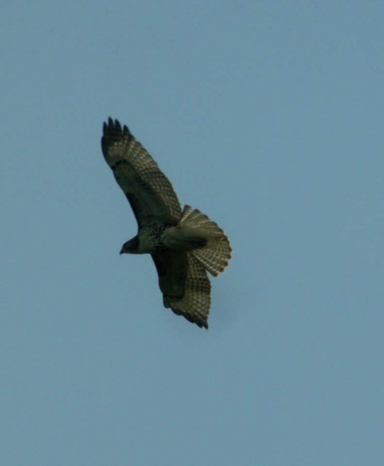 DSCN3779 c Red-tailed Hawk LaSalle FWA IN 7-31-2014