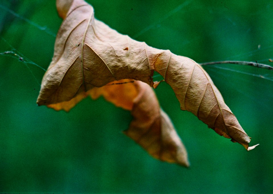 Exa + Tessar 2,8/50 - Transience Cycle