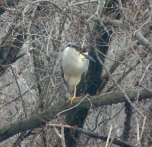 DSCN6421 c Black-crowned Night-Heron Kankakee IL 4-8-11 photo