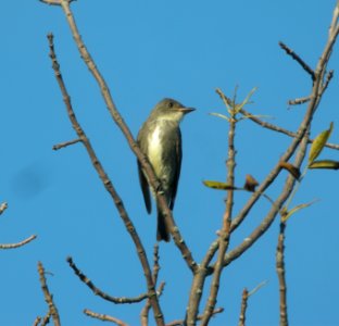 DSCN4200 c Olive-sided Flycatcher  Kankakee IL 9-8-2014