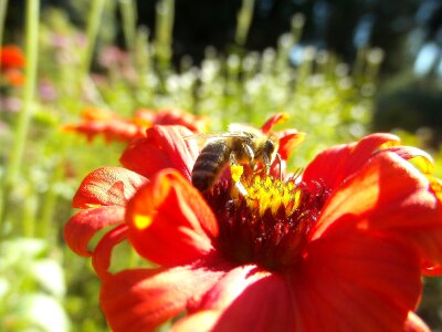 Flower dahlia bug photo