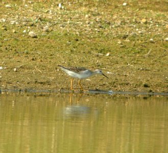 DSCN3971 c Wilson's Phalarope Bourbonnais IL 8-20-2014 photo