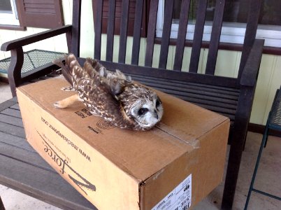 Short-eared Owl  Kankakee Co IL 4-20-13 Photo by D. Krippel