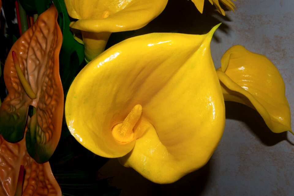 Yellow calla petals