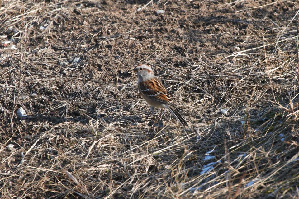 IMG 3384c American Tree Sparrow Willow Slough FWA IN 11-29-2018