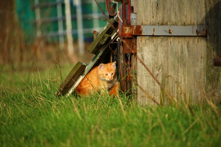 Cat autumn playful
