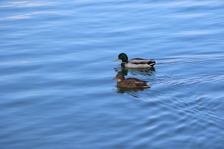 Nature mallard river