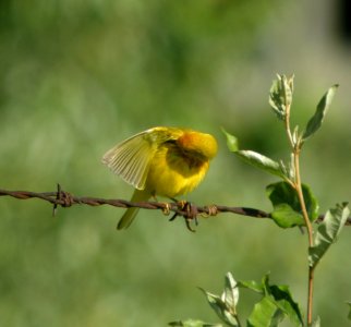DSCN8782 c Yellow Warbler Will Co IL 6-14-2013
