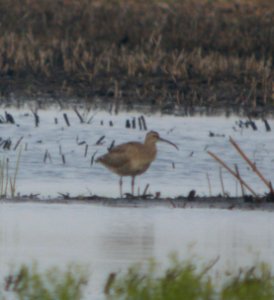 DSCN6874 c Whimbrel Kankakee Sands IN 5-12-11