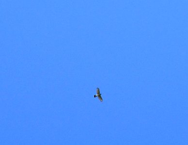 IMG 0184 c Sharp-shinned Hawk Braidwood IL 9-23-2014