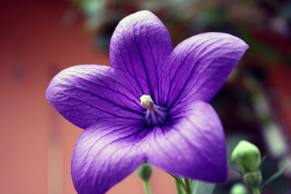 Blossom bloom purple