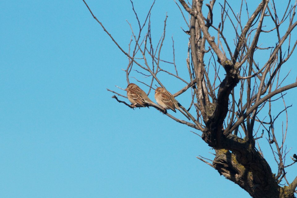 IMG 3675c Field Sparrow Perry Farm Kankakee Co IL 12-16-2018