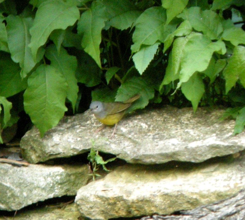 DSCN3346 c Mourning Warbler  Kankakee IL 5-29-2014 (Photo thru bins)