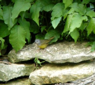 DSCN3346 c Mourning Warbler  Kankakee IL 5-29-2014 (Photo thru bins)