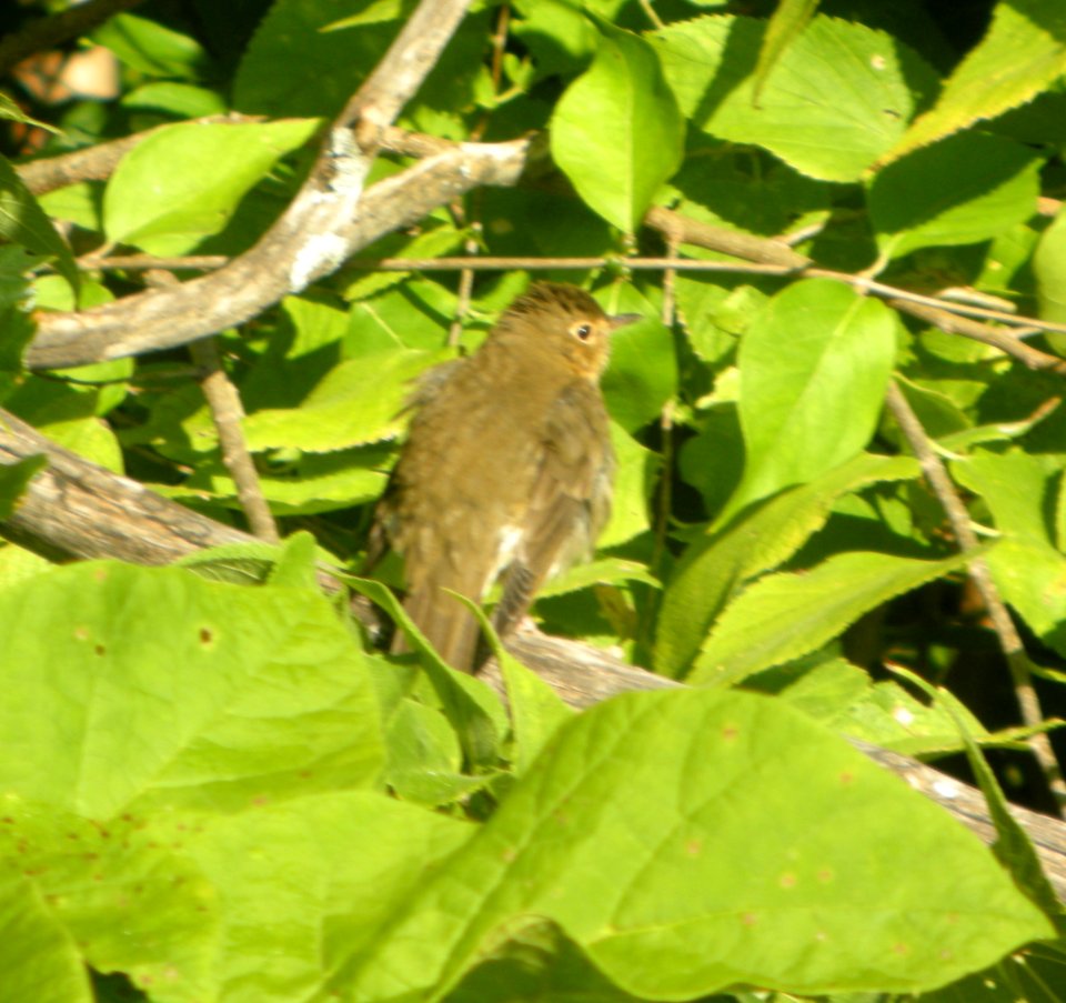 DSCN4348 c Swainson's Thrush  Kankakee IL 9-14-2014