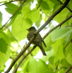 DSCN3251 c Willow Flycatcher  Kankakee IL 5-18-2014.JPG (Photo thru bins)