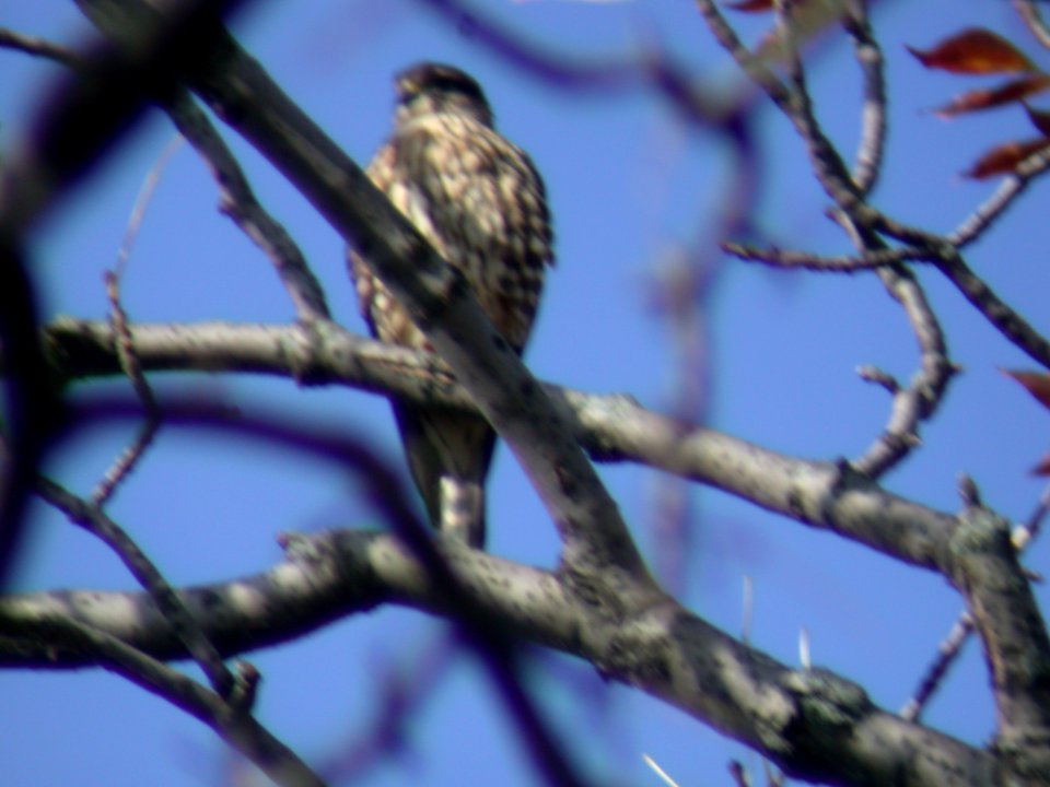 DSCN1757 Merlin Metro-Sewer Kankakee IL 10-27-05