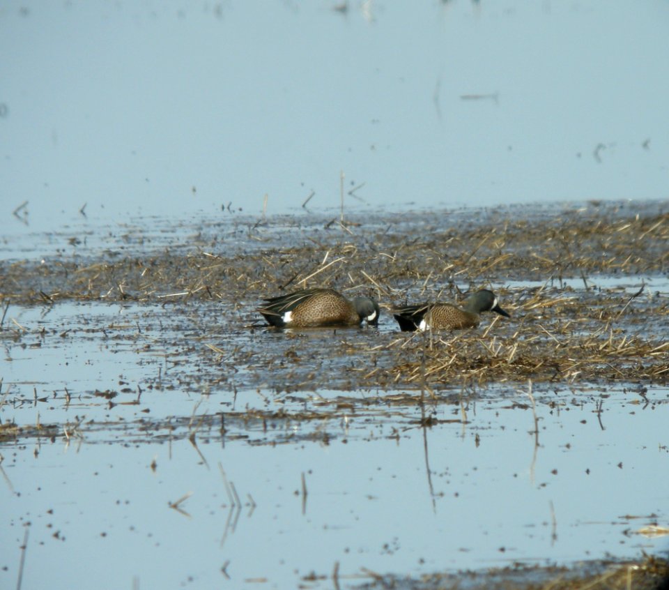 DSCN0737 c Blue-winged Teal Iroquois Co IL 3-15-2014
