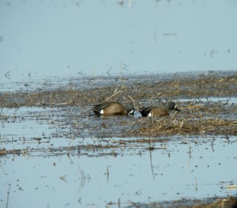 DSCN0737 c Blue-winged Teal Iroquois Co IL 3-15-2014