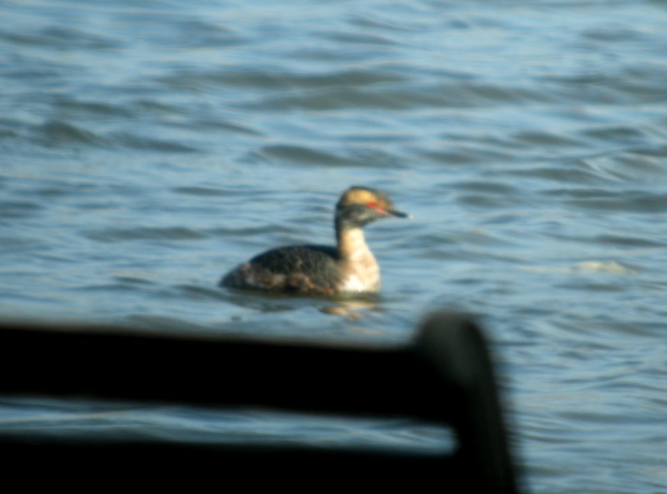 DSCN0833 c Horned Grebe Willow Slough FWA IN 3-21-2014