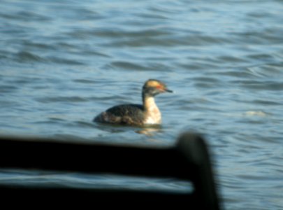 DSCN0833 c Horned Grebe Willow Slough FWA IN 3-21-2014