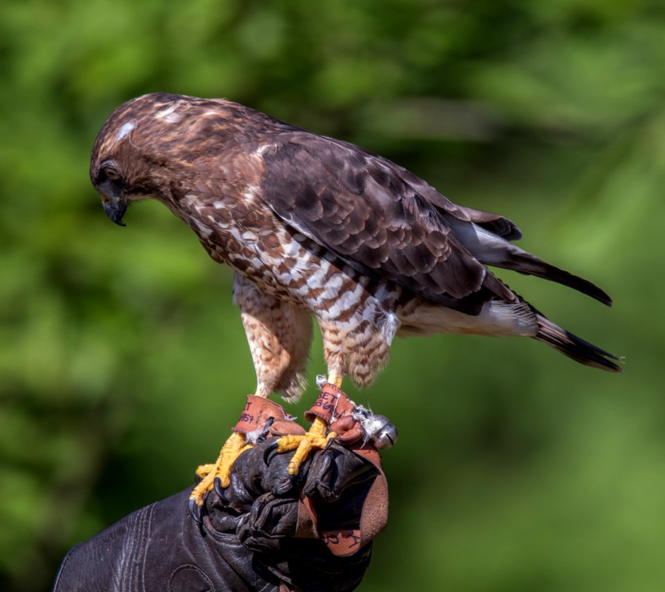 Broad-shouldered Hawk