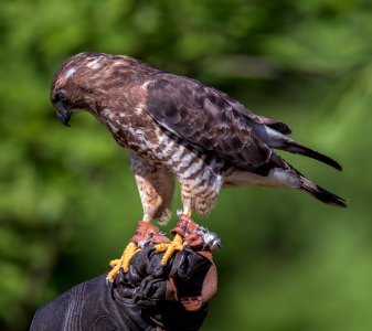 Broad-shouldered Hawk
