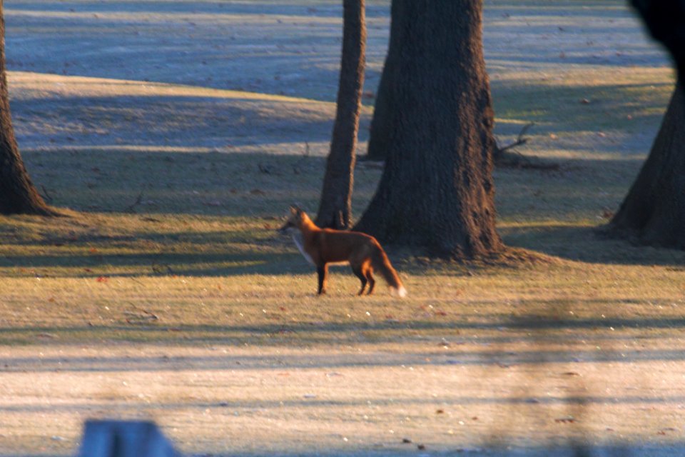 IMG 3721c Red Fox Hse Kankakee IL 1-5-2019