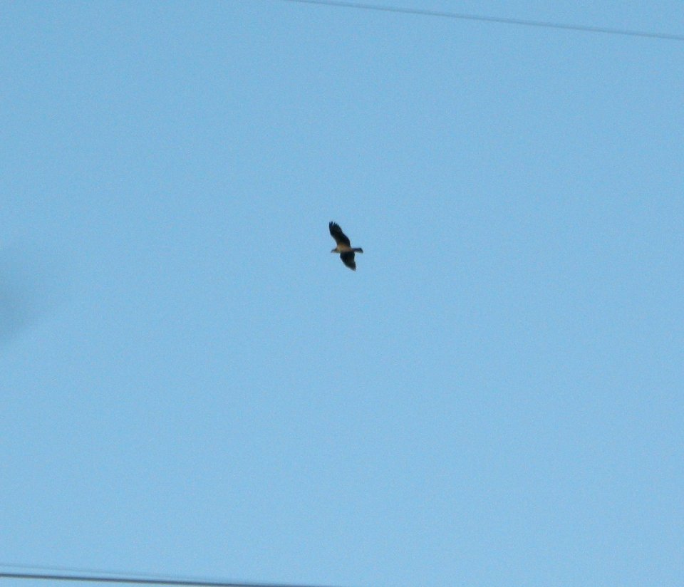 DSCN3393 c Osprey Braidwood IL 6-6-2014
