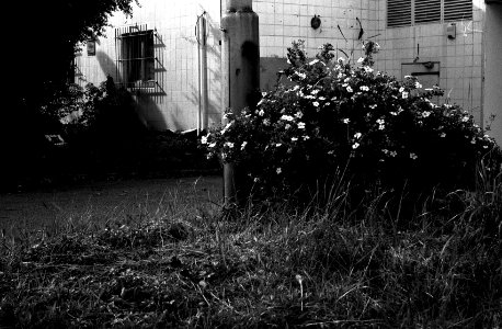 Exa + Tessar 2,8/50 - Beauties of Decay and Other Stories
