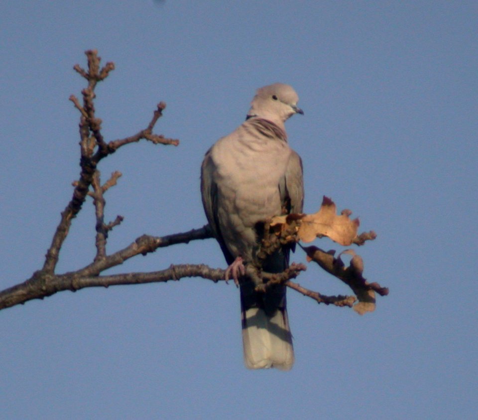 Eurasian Collared-Dove