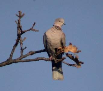 Eurasian Collared-Dove