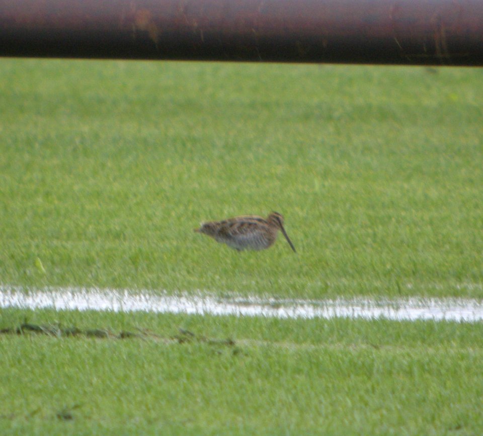 DSCN4261 c Wilson's Snipe H & E Sod Momence IL 9-11-2014