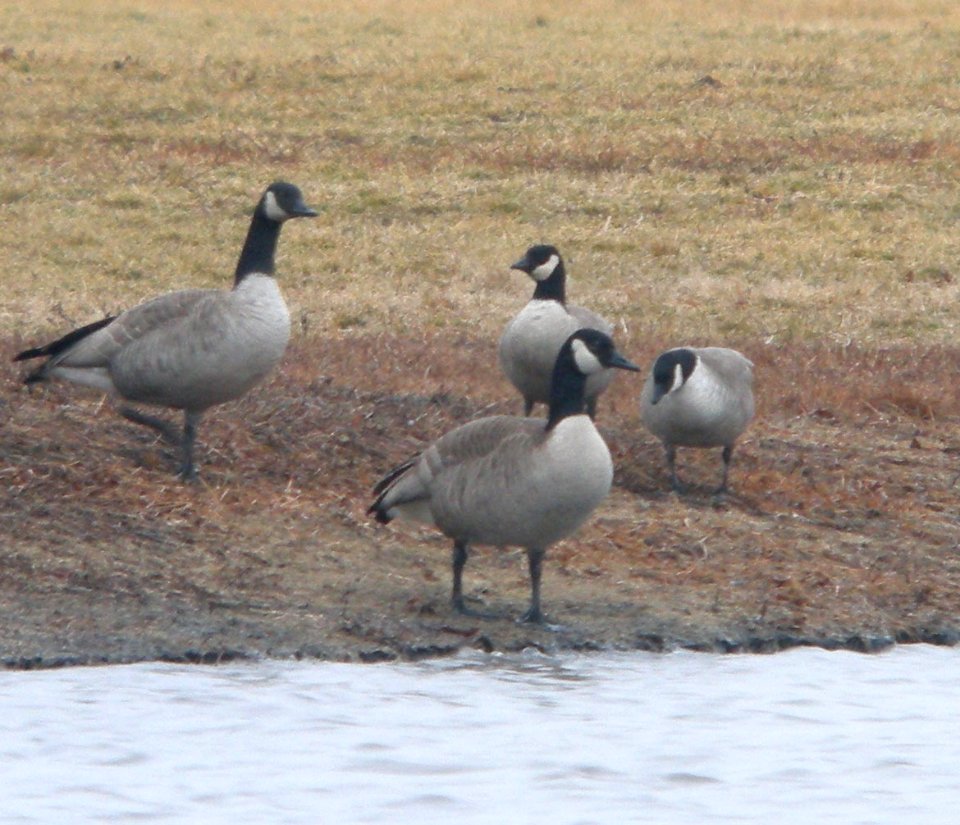 DSCN0858 c Cackling Goose  Kankakee Co IL 2-4-12