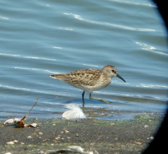 DSCN3911 c Least Sandpiper  Bourbonnais IL 8-14-2014