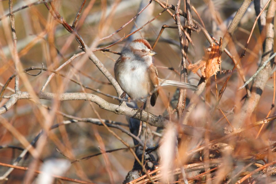 IMG 3627c American Tree Sparrow Willowhaven Area Kankakee Co IL 12-15-2018