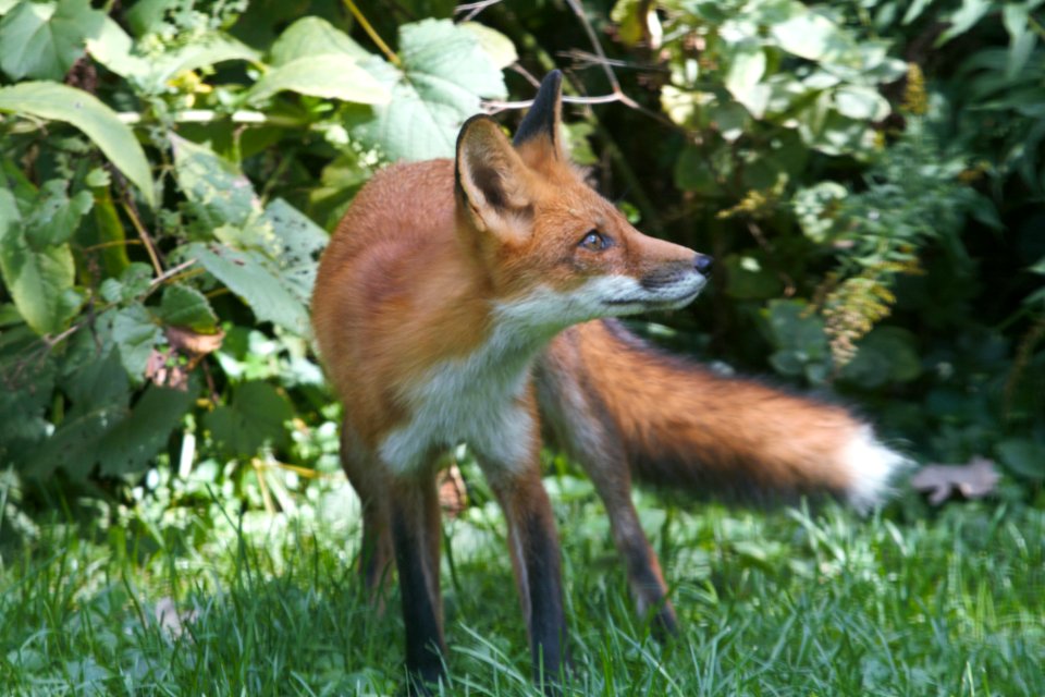 IMG 2004c Red Fox Hse Kankakee IL 9-26-2018