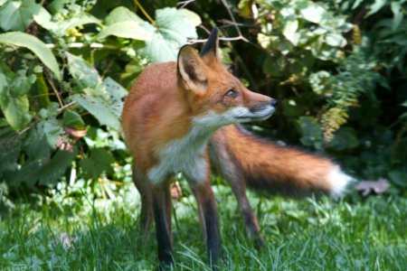 IMG 2004c Red Fox Hse Kankakee IL 9-26-2018 photo