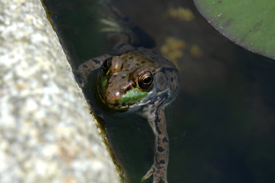Nature amphibian green