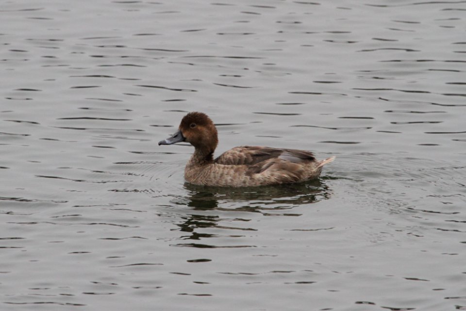 IMG 3709c Redhead Bird Park Quarry Kankakee IL 12-29-2018
