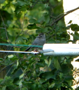DSCN3585 c Gray Catbird  Kankakee IL 7-14-2014