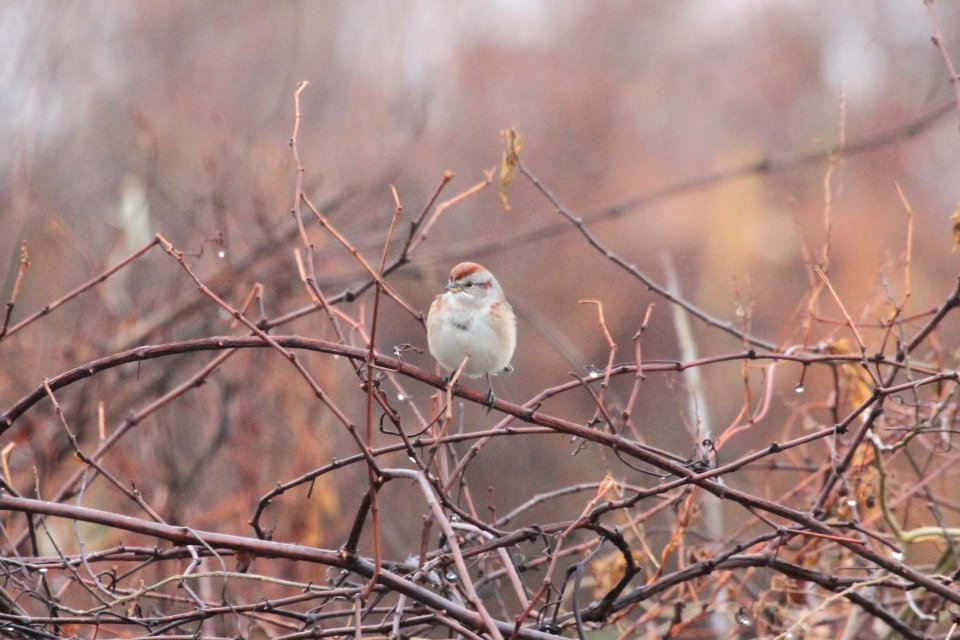 IMG 3594c American Tree Sparrow Braidwood Lake IL 12-14-2018