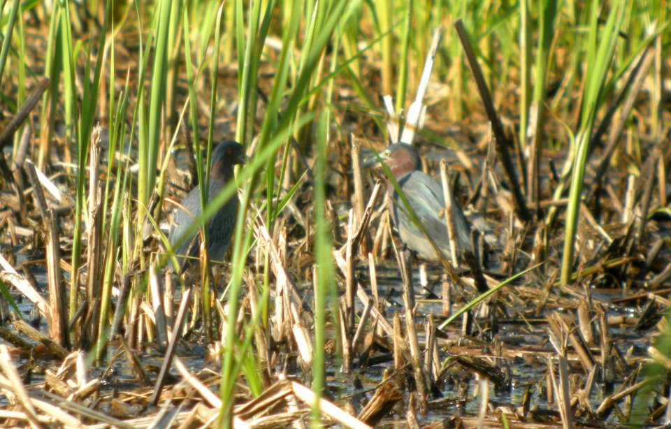 DSCN3378 c Green Heron  Bourbonnais IL 5-31-2014